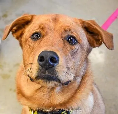 Darma Bella, a dog fostered by Dogs 2nd Chance