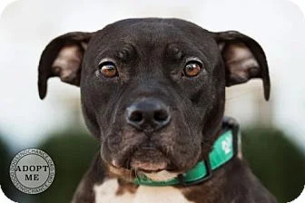 About adopting a dog