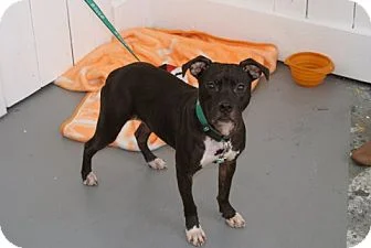 adopt pittie demi