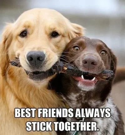 Three Debunked Excuses for Not Volunteering 3 dog friends