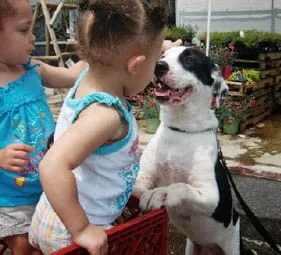Volunteer Application Form 1 Help children interact with dogs