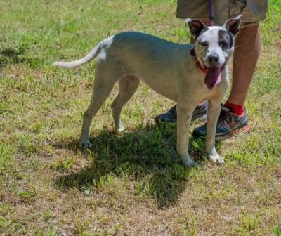 Adopt or foster Estelle