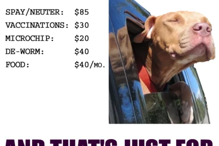 Cost of Rescuing a Dog