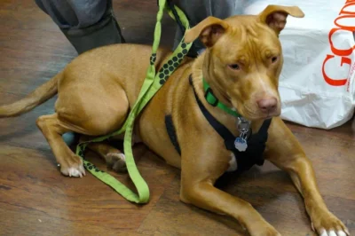 Adoptable Castaway-Goldie 2 Light brown dog wearing leash and collar laying down in a pet store