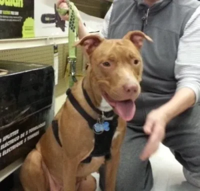Adoptable Castaway-Goldie 1 goldie