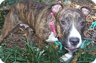 About Fostering 9 Hannah Rose wants to live in Massachusetts