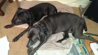 happy tail monkee 2