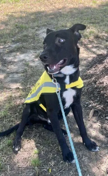 About Dogs 2nd Chance 3 Hero was adopted out by Dogs 2nd Chance