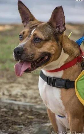 houston is dog of the month 4