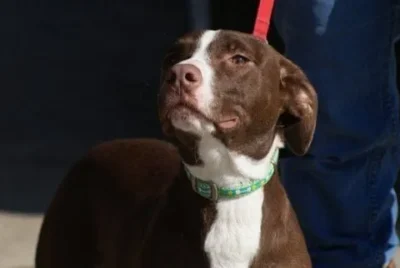 Howie is an adopted dog