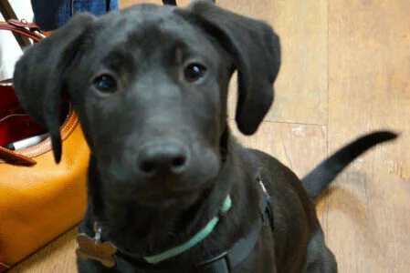 Jolly the sweet Lab.