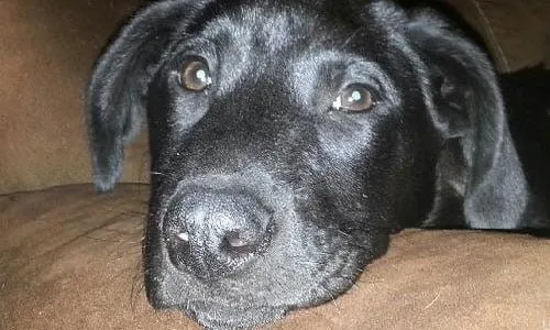 Bringing Your Dog Home: First Days & Housetraining (Part 1) 3 Bringing Your Dog Home: First Days & Housetraining (Part 1)