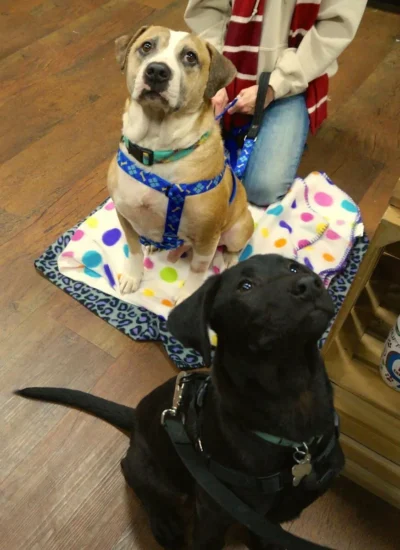 Jolly and Wyatt the dogs.