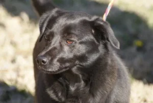 About Dogs 2nd Chance 8 Kahula adoptable dog.