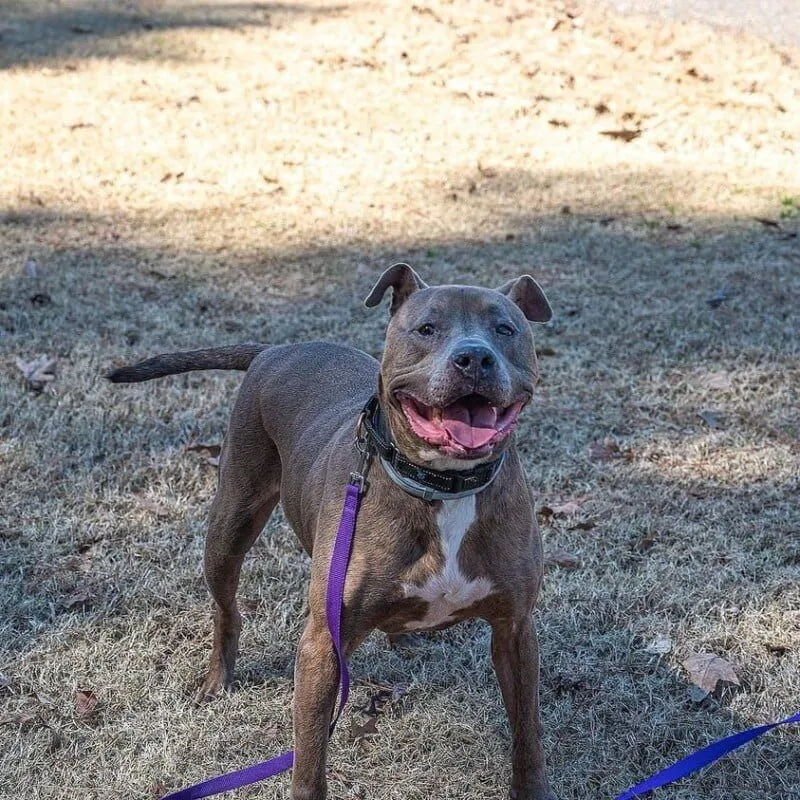 Dogs 2nd Chance Events 1 Dogs 2nd Chance Events