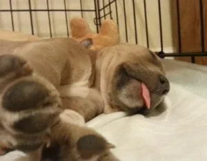 About Dogs 2nd Chance 9 kitty adoptable dog