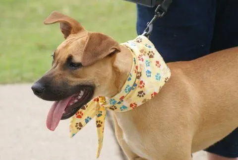Adopt Lilly Belle dog