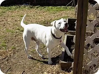 Linus is Dog of the Month 1 adopt dog linus tn, nh, ma, ct, pa, va