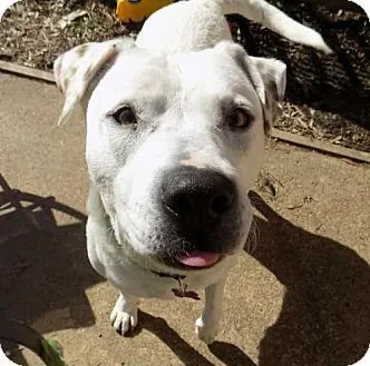 Linus is Dog of the Month 3 adopt dog linus tn, nh, ma, ct, pa, va