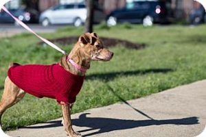 Adopt this dog!