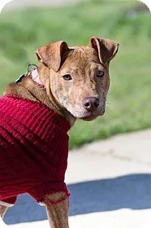 June Dog of the Month: Loralee 1 Adopt dog Loralee