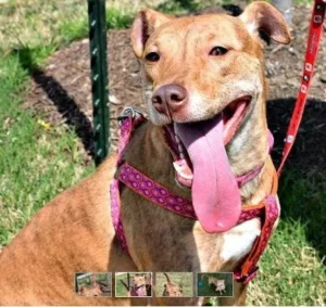 adopt loralee plott hound