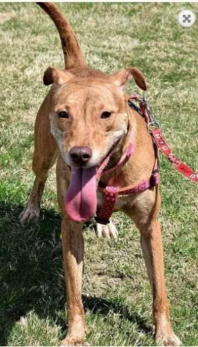 adopt loralee plott hound