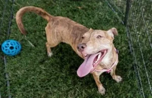 adopt loralee plott hound