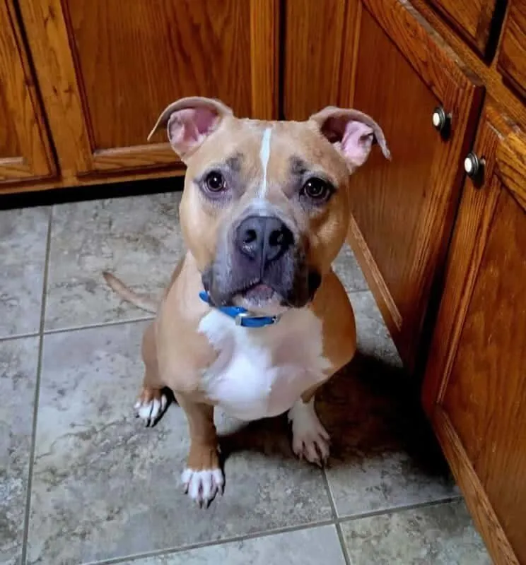 What Questions Should I Ask Before Adopting a Rescue Dog? 10 What Questions Should I Ask Before Adopting a Rescue Dog?