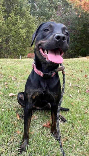 Miranda is dog of the month at dogs 2nd chance, TN dog rescue