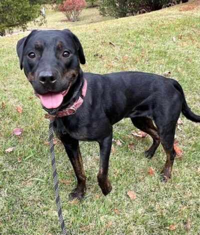 Miranda is dog of the month at dogs 2nd chance, TN dog rescue