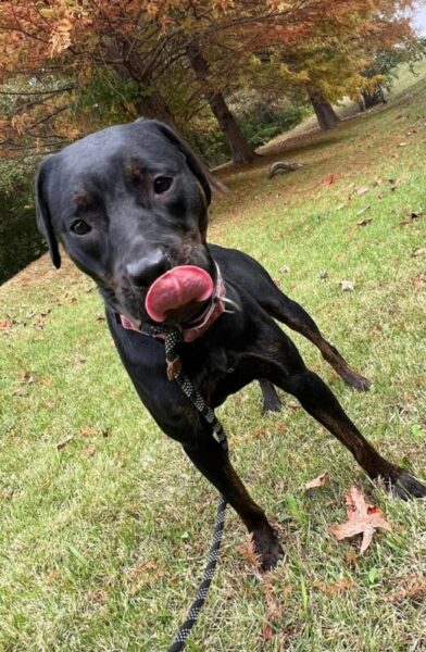 Miranda is dog of the month at dogs 2nd chance, TN dog rescue