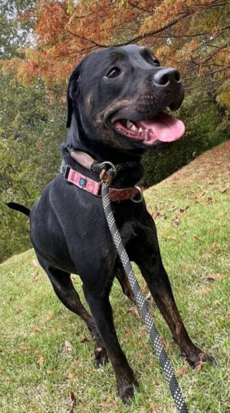 Miranda is dog of the month at dogs 2nd chance, TN dog rescue