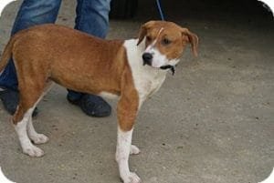 Tennessee dog: Molly the Beagle is available in TN, NH, NY, VT, CT, NJ, ME, PA, DC, and VA
