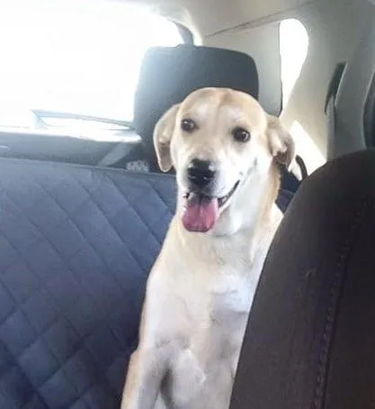 How Long Does It Take to Adopt a Dog? 3 Momma Rosie 2 dog available adoption