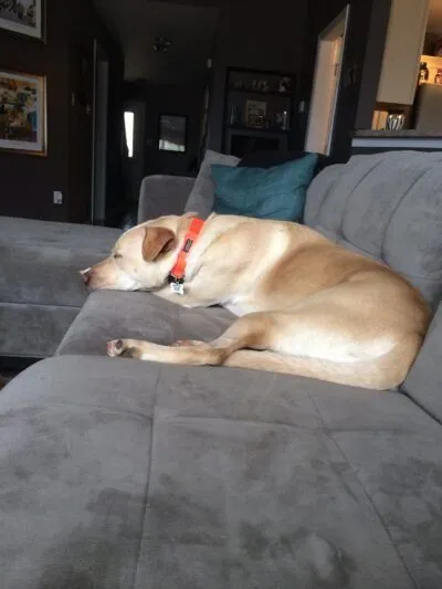 Tan dog on a couch