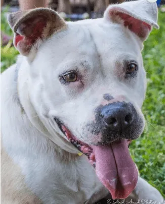 Adopt Pera the dog