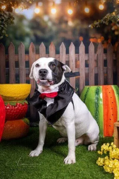 About Dogs 2nd Chance 2 Petey posed for his pictures