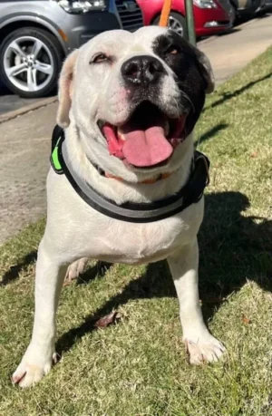 Petey is Dog of the Month!