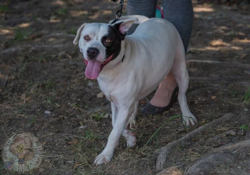 Dog Costume Contest + Halloween Show, Woodstock Cuba Saddle Club