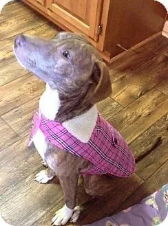 Piper February 2016 Dog of the Month