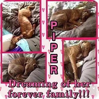 Piper February 2016 Dog of the Month 2 piper2