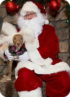 Piper February 2016 Dog of the Month 4 piper4