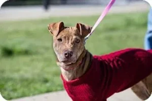 June Dog of the Month: Loralee 3 adoptable dog Massachusetts, Tennessee
