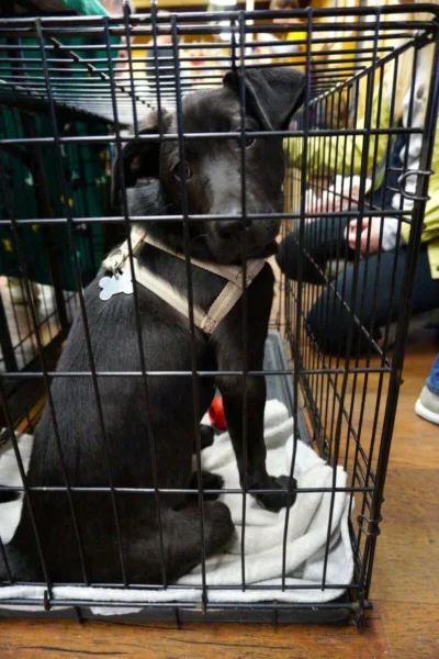 Dog in kennel meeting potential adopters at a tennessee dog adoption event