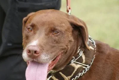 Ray Ray the Loving Dog is Ready for Adoption! 3 Ray Ray the Chocolate Lab is Ready for Adoption