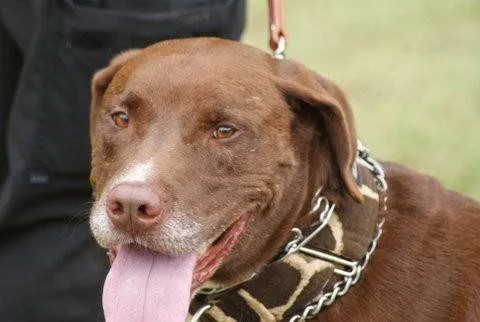 Ray Ray the Chocolate Lab is Ready for Adoption