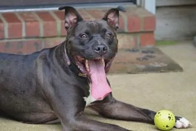 Rocky, a dog adopted from Dogs 2nd Chance