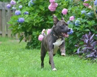 Rocky playing after being adopted from Dogs 2nd Chance