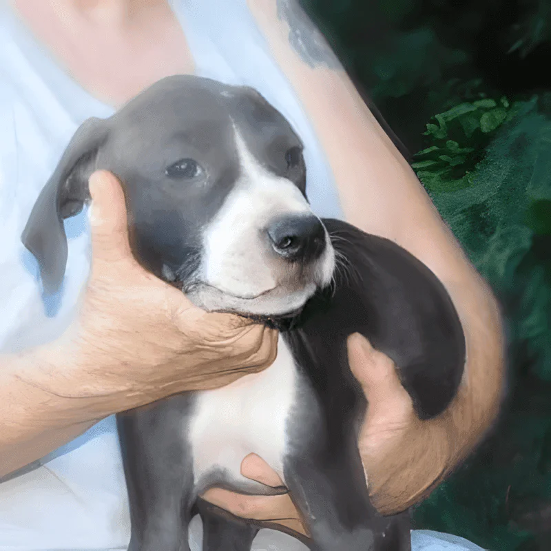 Donate 1 Rocsanne, a dog available for adoption through Dogs 2nd Chance